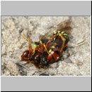 Nomada lathburiana - Wespenbiene 06b 10mm Paarung.jpg